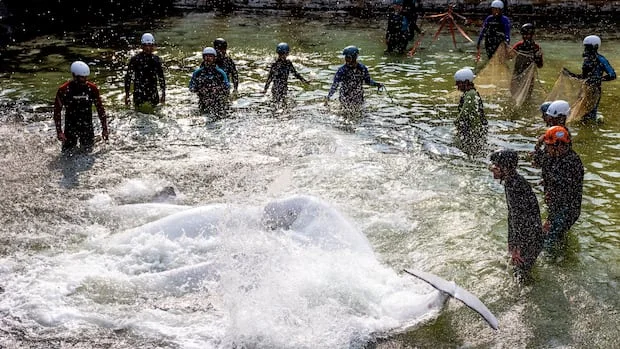 Beluga trasferite da Niagara Falls sotto osservazione dopo nuovi decessi a Chicago