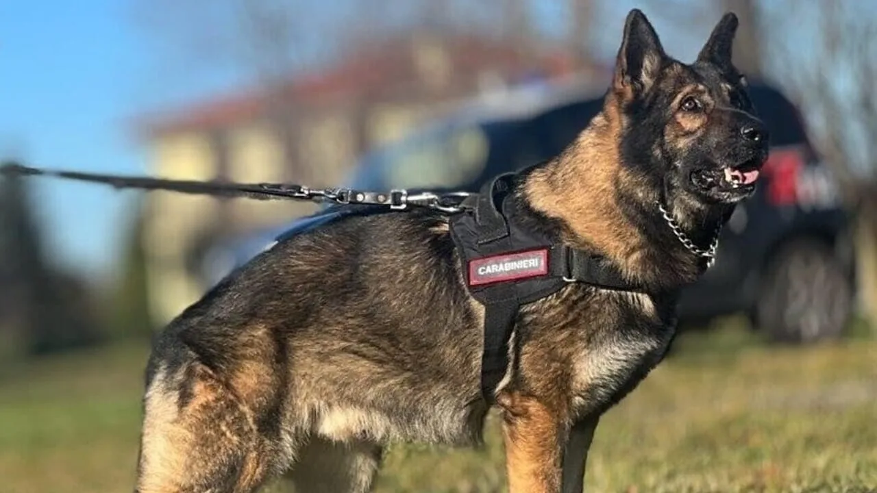 Marsupio lanciato dal balcone finisce sul cane carabiniere: arresto e 2 denunce nell’operazione anti‑droga di Licata